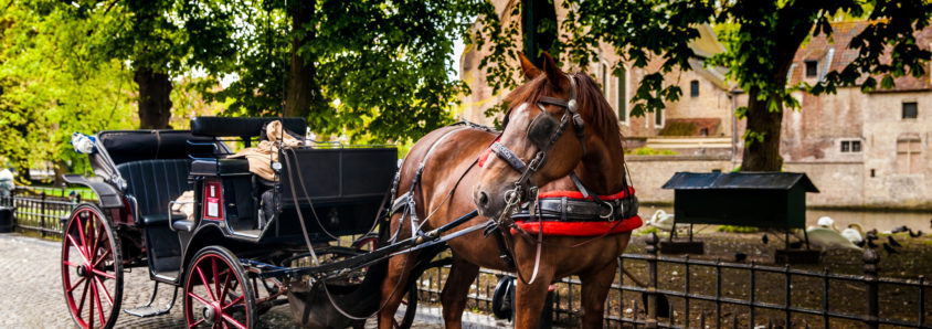 Insurance for Horse-Drawn Carriage Rides